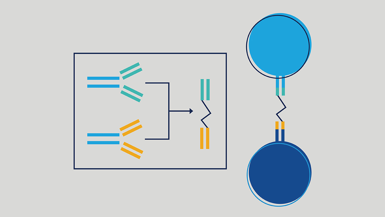 Colorful graphic showing how blinatumomab links a T cell to CD19 on the leukemia cell. 