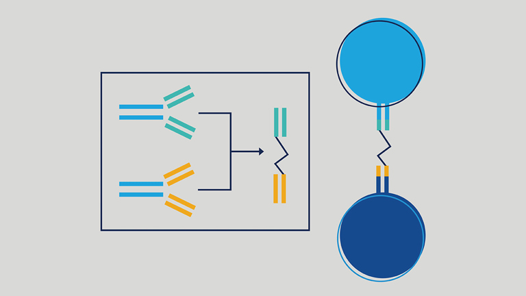 Colorful graphic showing how blinatumomab links a T cell to CD19 on the leukemia cell. 