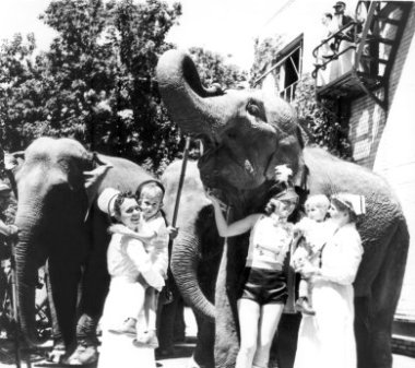 A black and white photo of two nurses in white dresses and white hats holding young patients while talking to a female circus performer wearing black shorts, a white sleeveless shirt and black hat with a feather. The circus performer holds onto a large elephant and there are two smaller elephants standing behind them.