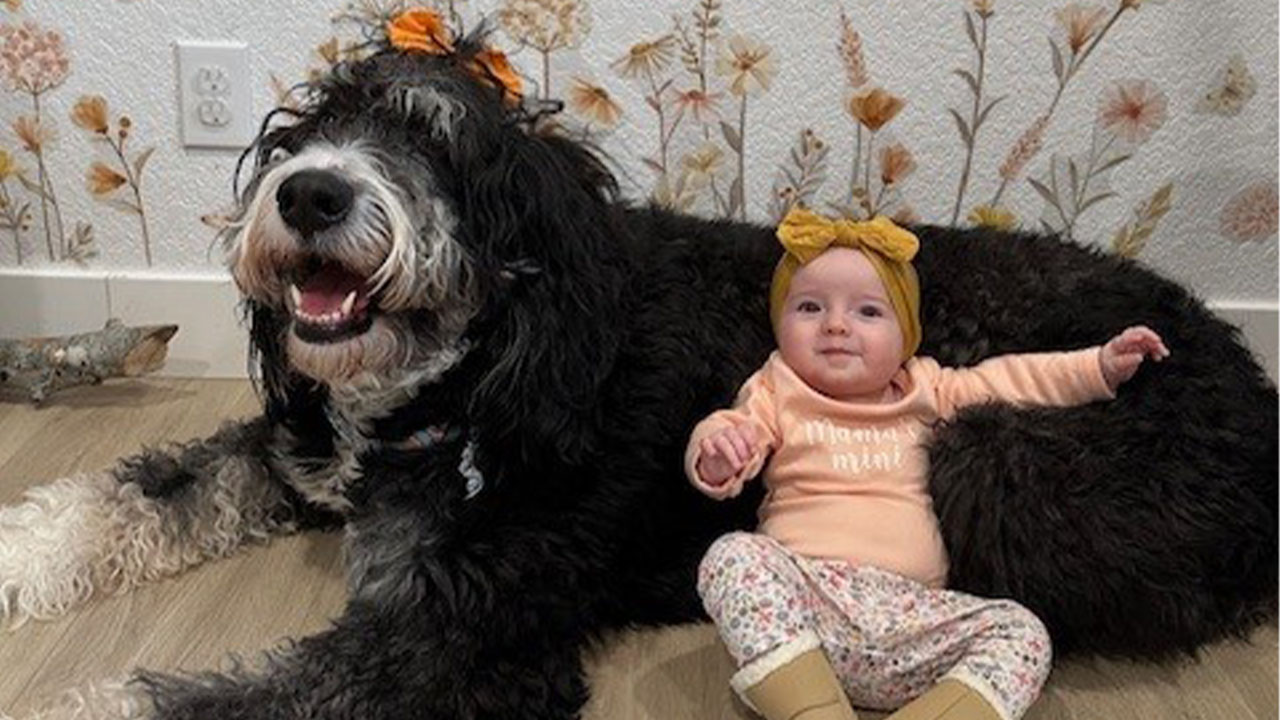 A baby in an orange onesie and flower pants with a yellow bow sites next to a large dog with black and white fur next to a wall with flower decorations.