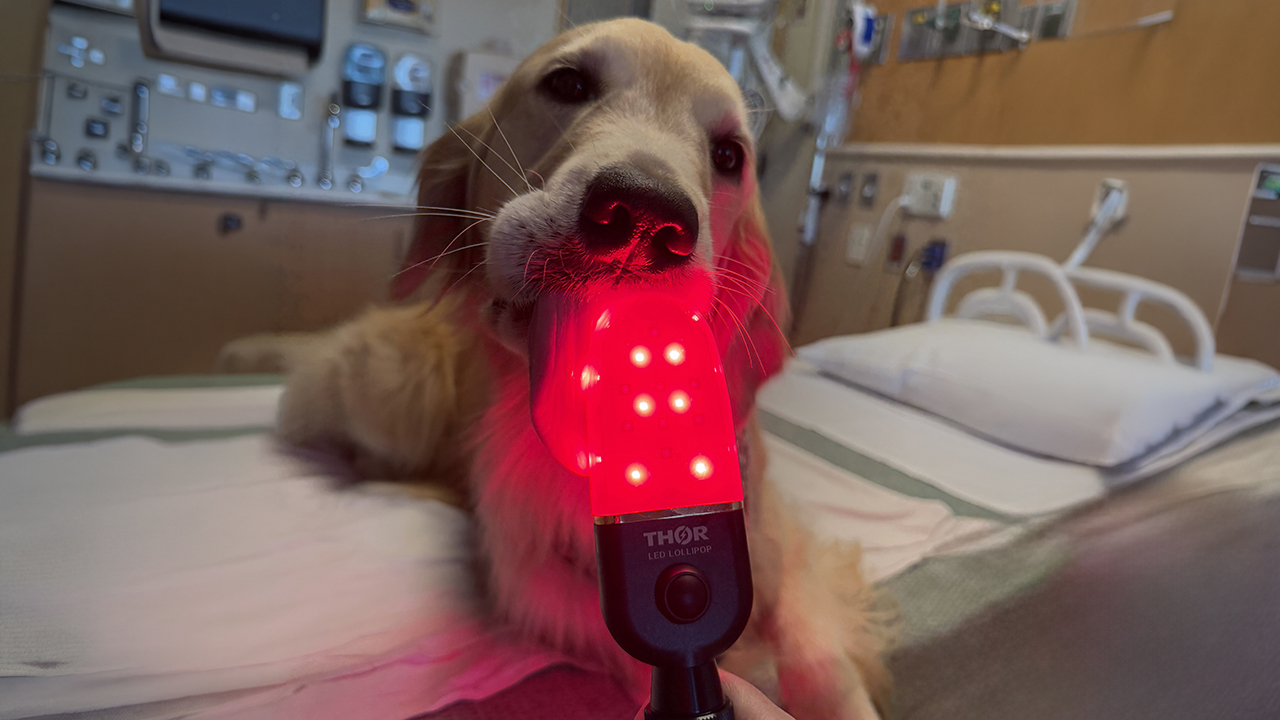 Medical dog lying on a hospital bed using a red LED oral therapy device in a patient room.