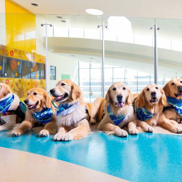A group of four golden retrievers and three yellow Labrador retrievers lie together posing for a photo in a passageway at Children's Hospital Colorado.