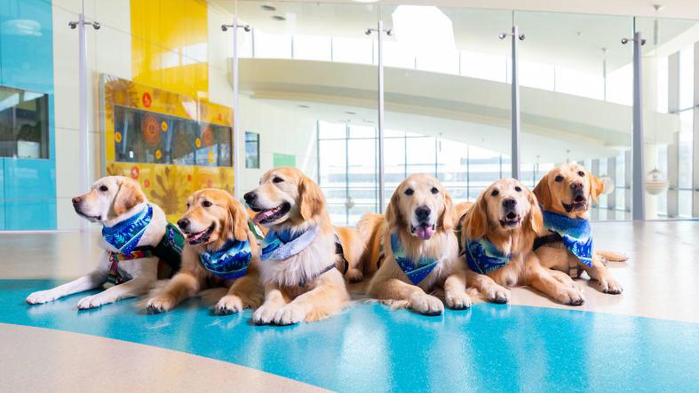 A group of four golden retrievers and three yellow Labrador retrievers lie together posing for a photo in a passageway at Children's Hospital Colorado.