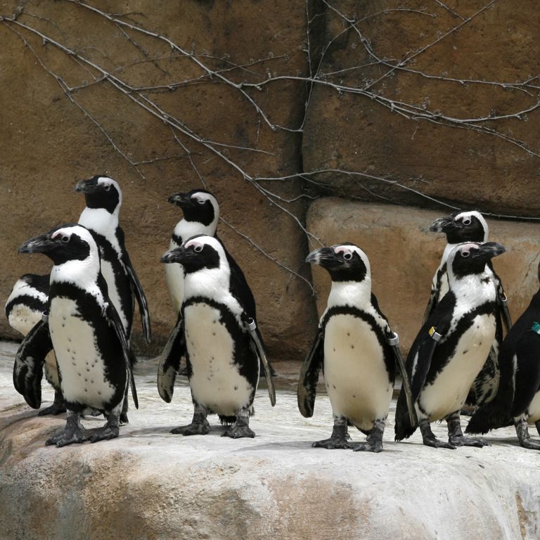 Penguins in a zoo