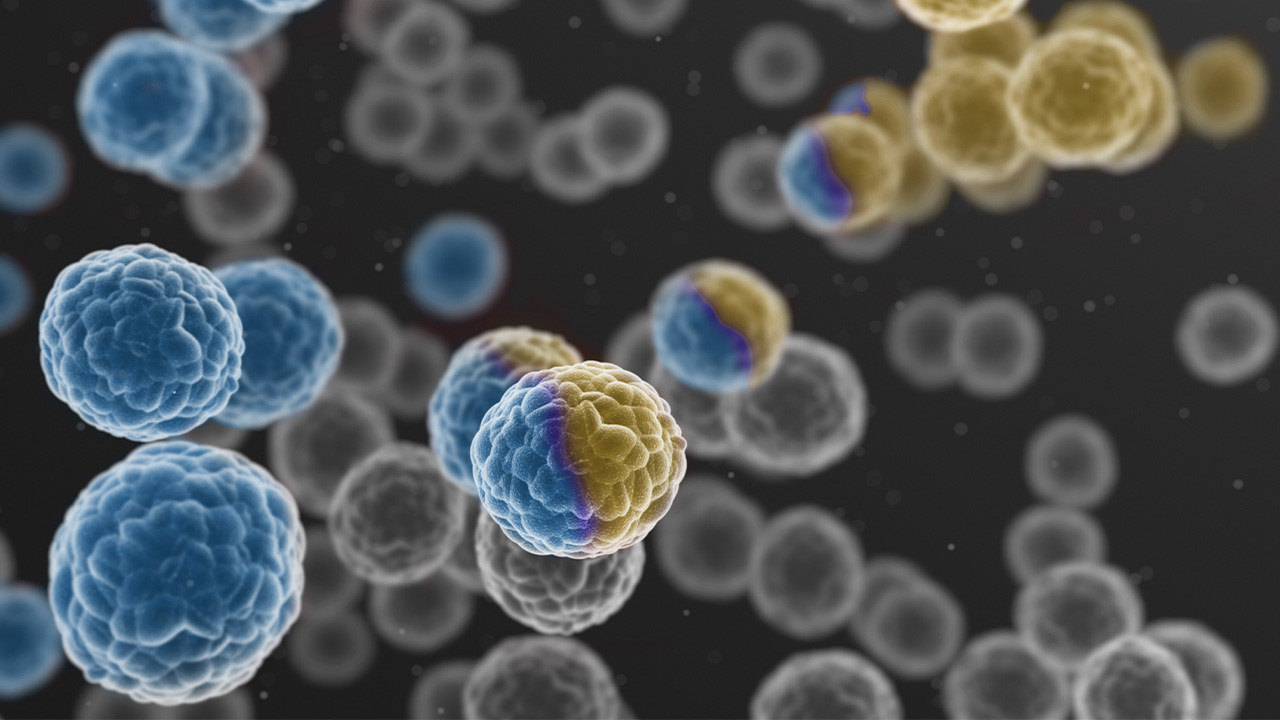 Microscopic image of cells. Some are blue, some are yellow, some are half and half