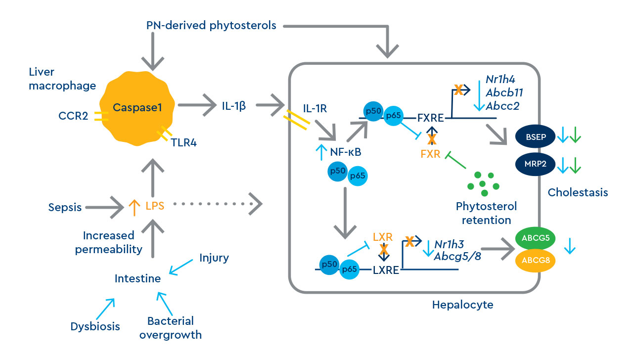 Understanding IFALD Diagram.jpg
